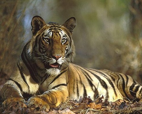 tiger in ranthambore